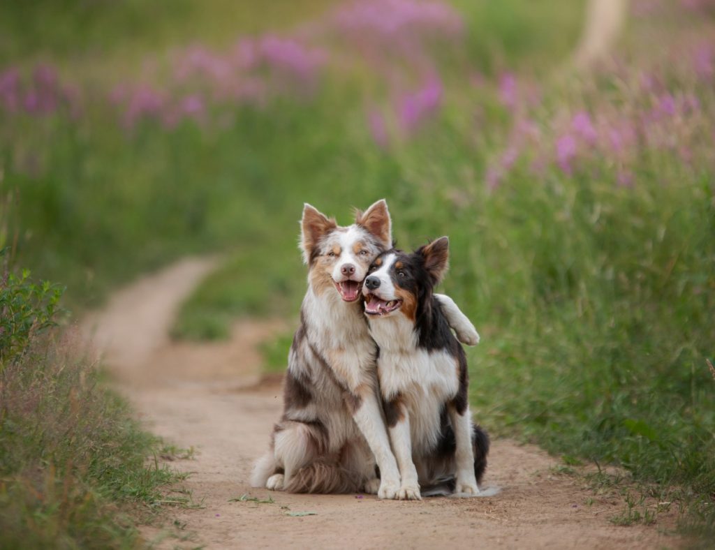 entoVITAL Hundefutter Hundenahrung hypoallergen insektenprotein futtermittelergänzung cover foto