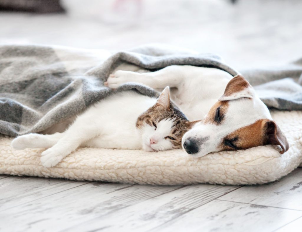 Hund und Katze schlafen mit CBD