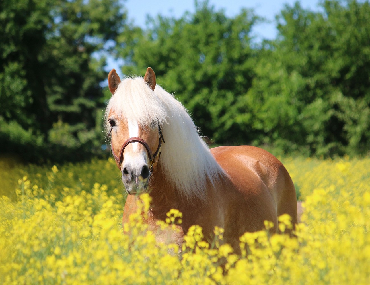entoVITAL HORSE gastric health - HEROSAN healthcare