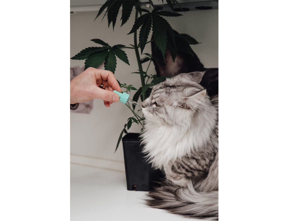 CBD stört die physiologischen Vorgänge der Organsysteme nicht, vielmehr greift es regulierend ein, d.h. CBD ist nicht in der Lage, durch Verstoffwechslung die Nieren oder die Leber langfristig zu belasten. Während einer CBD-Verabreichung können erhöhte ALP-Werte gemessen werden, die aber nach Absetzen sofort wieder sinken, was auf eine erhöhte Enzymaktivität zurückgeführt werden kann.
