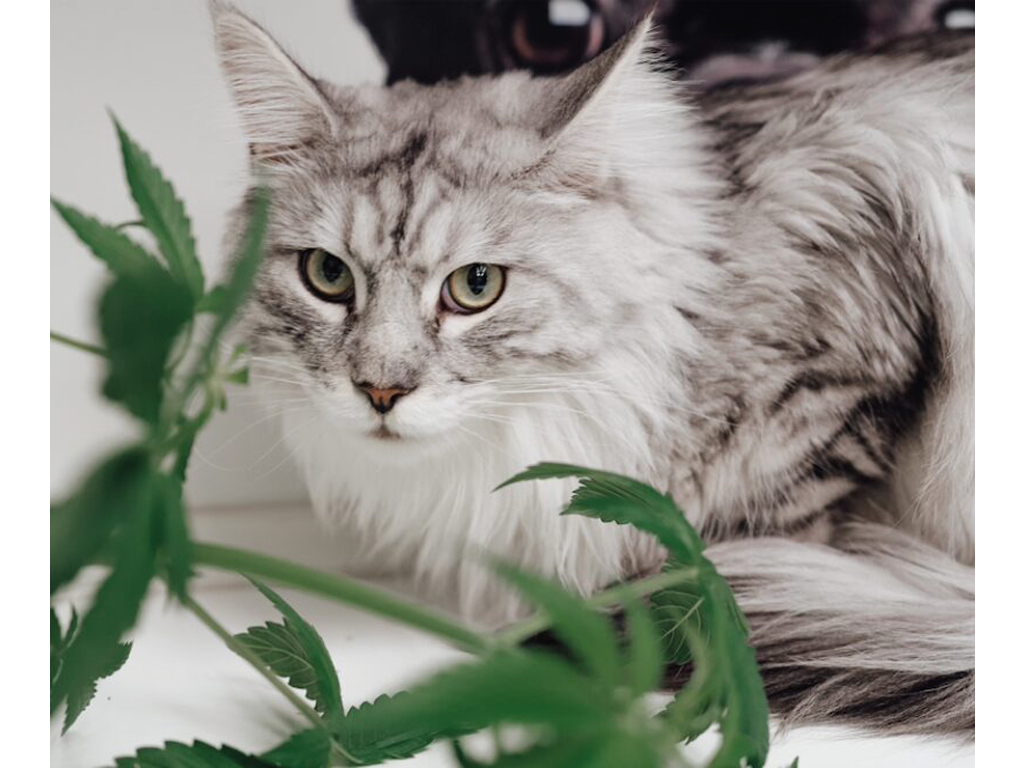 Bei der Katze sollte auf Öle zurückgegriffen werden, die frei von Terpenen, THC und Stoffen sind, die Katzen nicht vertragen, aber alle wertvollen Cannabinoide enthalten. Spezielle CBD-Öle für Katzen sind mittlerweile verfügbar.