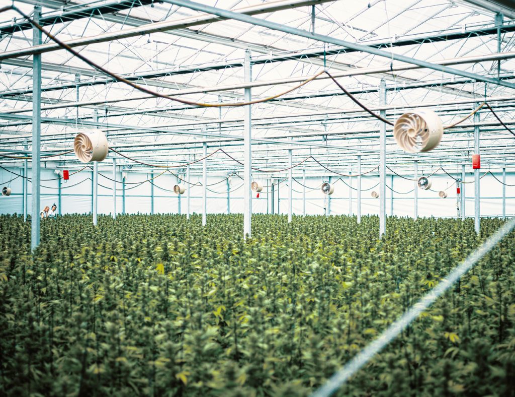HEROSAN Glashaus Hanfplantage 200.000m² in Graz Österreich