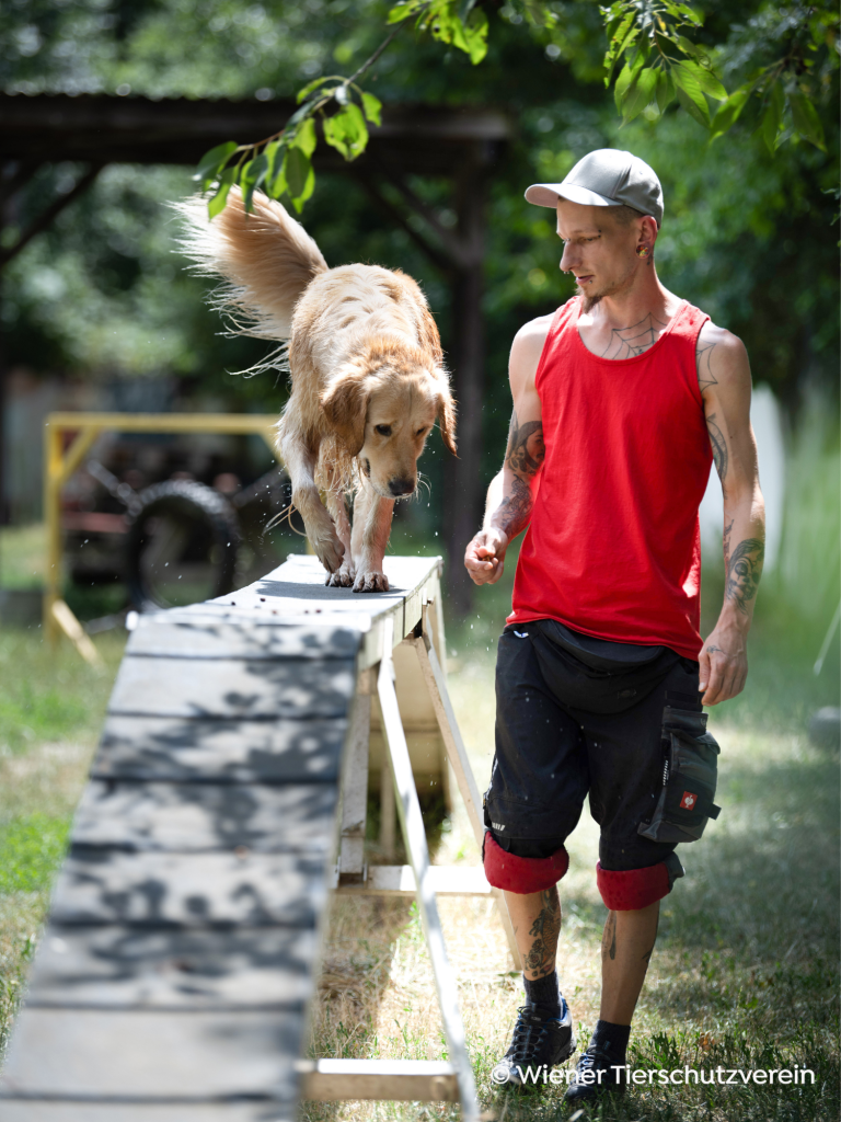 Agility-Training_ Golden Retriver auf Steg