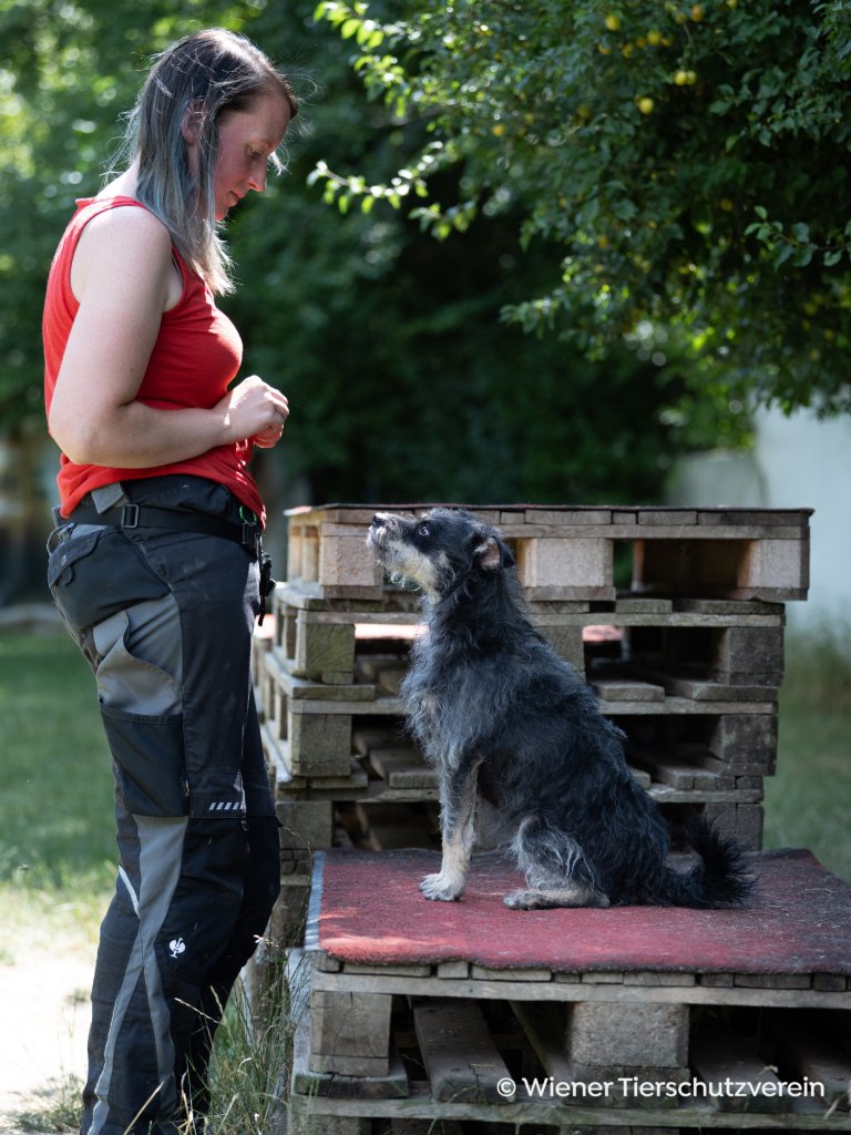 Bodenarbeit_ Terrier auf Paletten