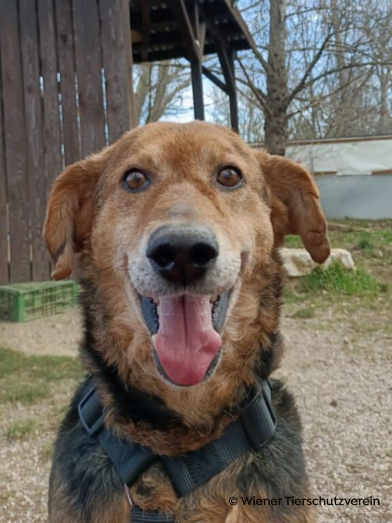 Freundlicher Mischlingshund im Auslauf