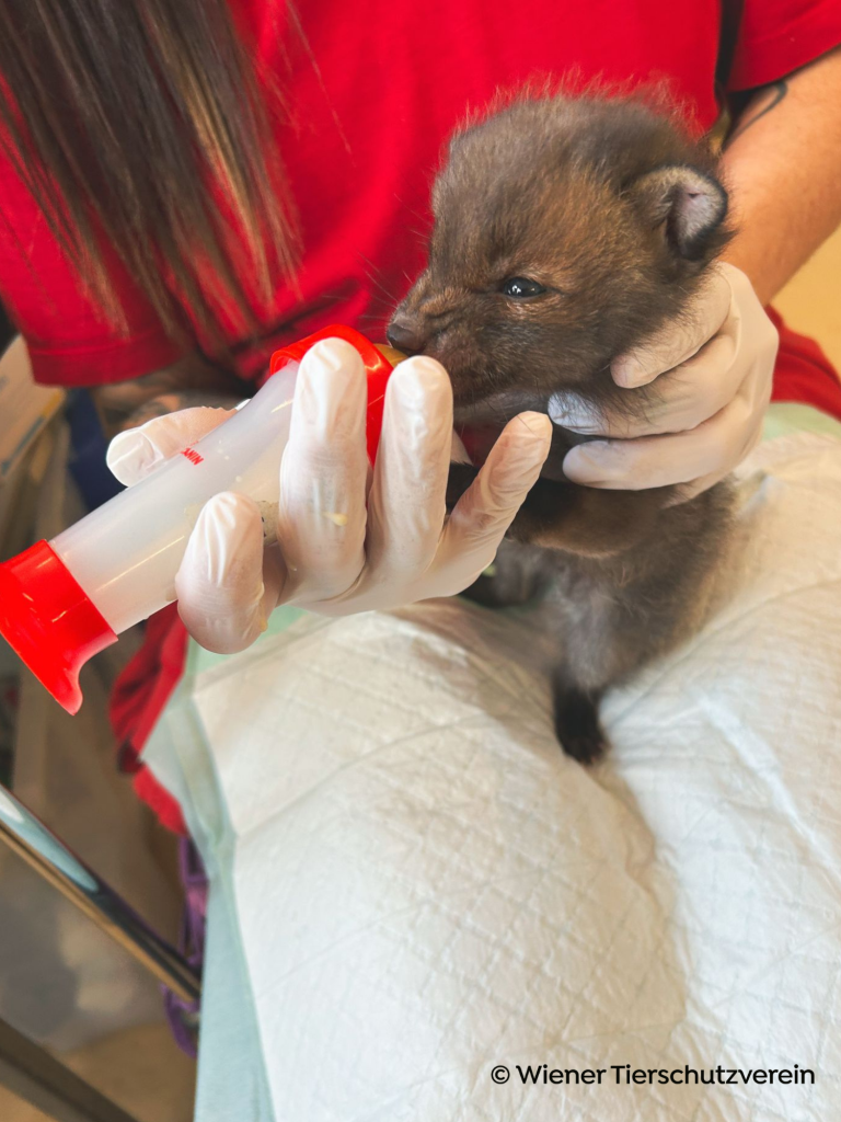 Fox cub sucks vigorously on the milk bottle