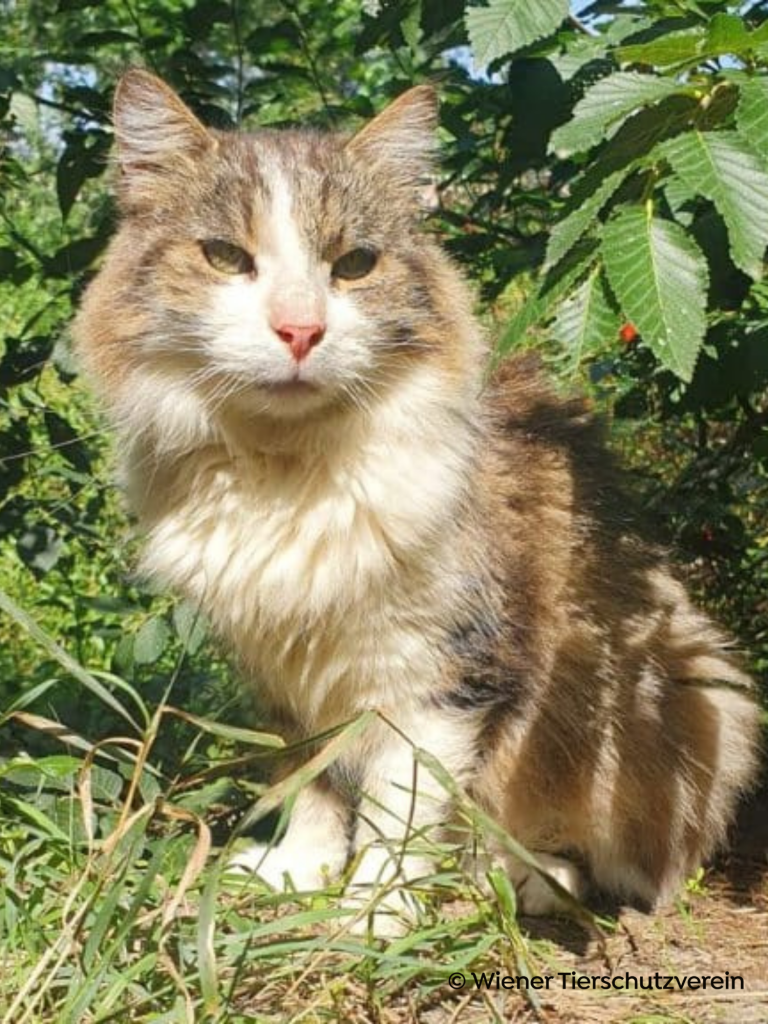 Hofkatze Marie Curie genießt Sonnenlicht