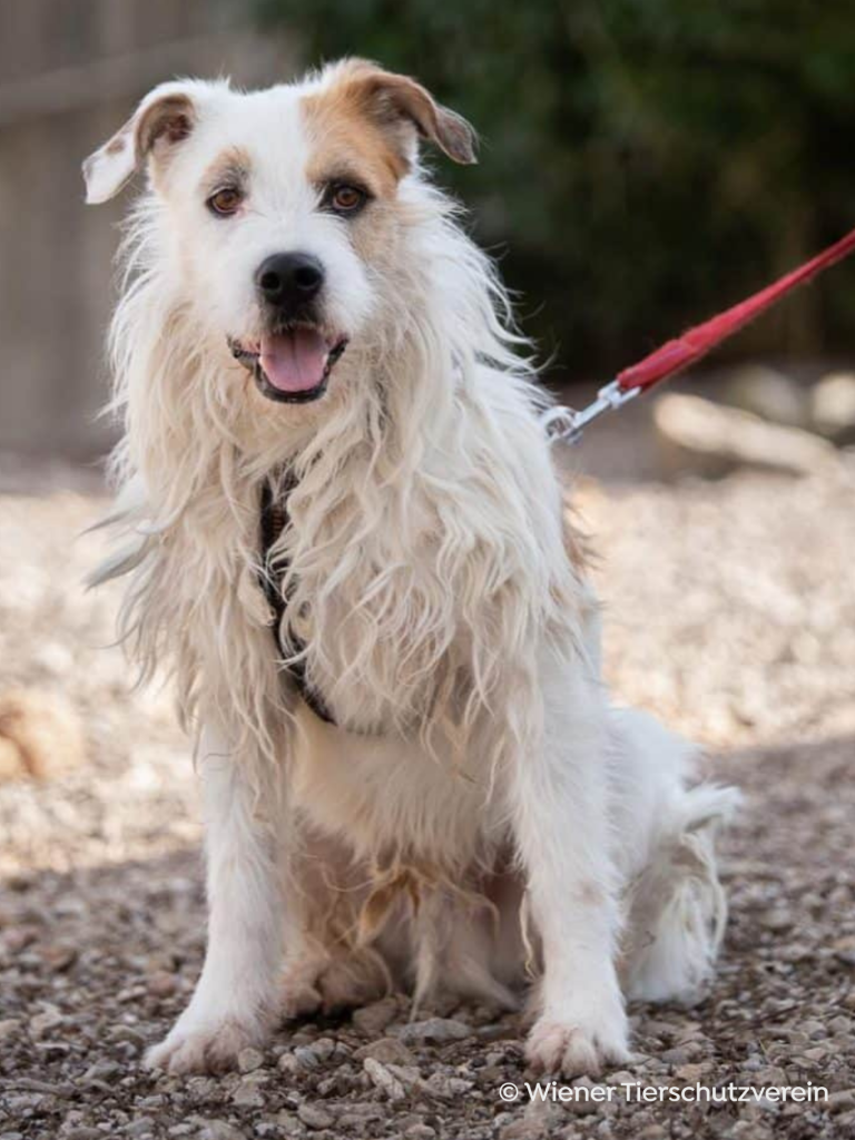 Dog “Rugo” smiles at the camera