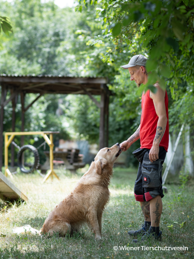 Hundetraining_ Golden Retriever nimmt Leckerli