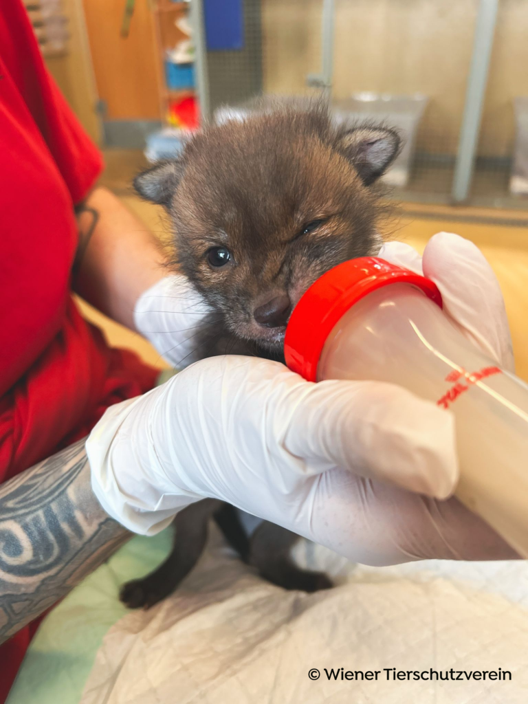 Young fox cub is bottle fed