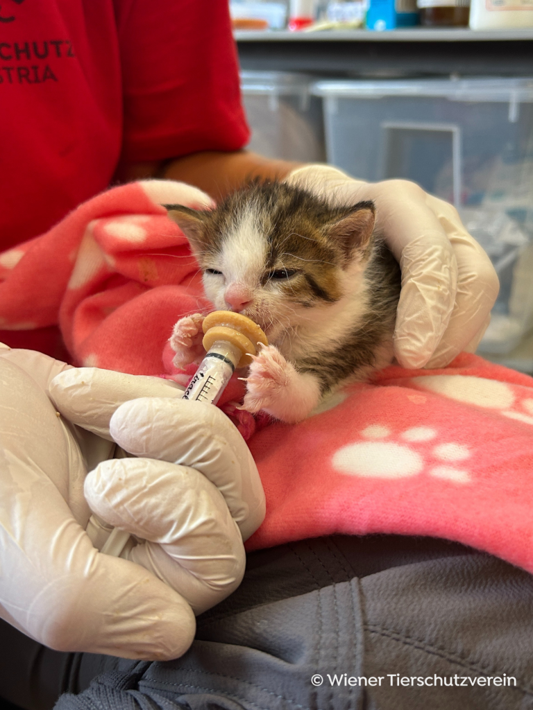 Kitten rearing_ bottle feeding