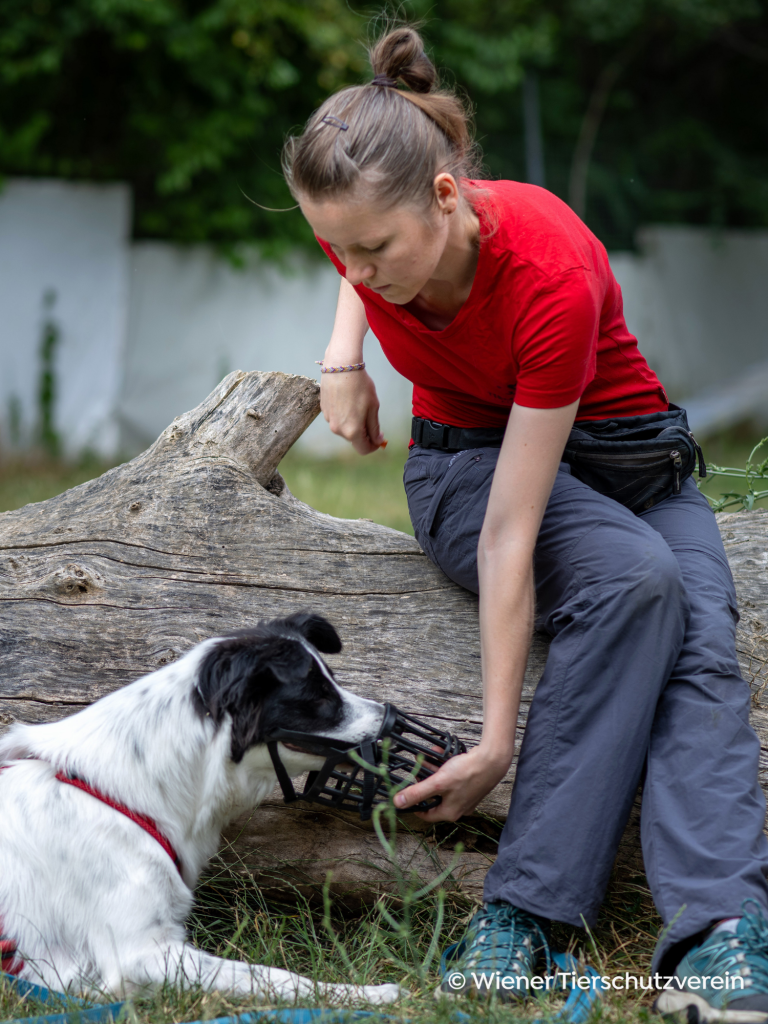 Maulkorb Training im Garten