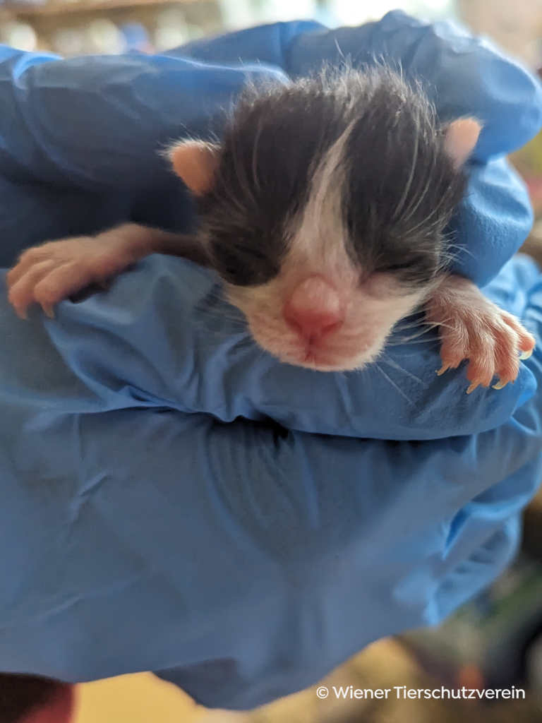 Schwarz weiße Babykatze