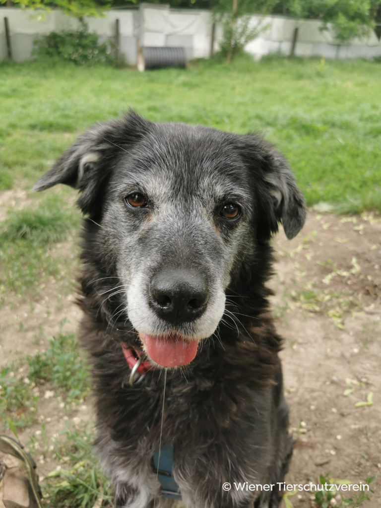 Senior-Hund im Tierheim lächelnd