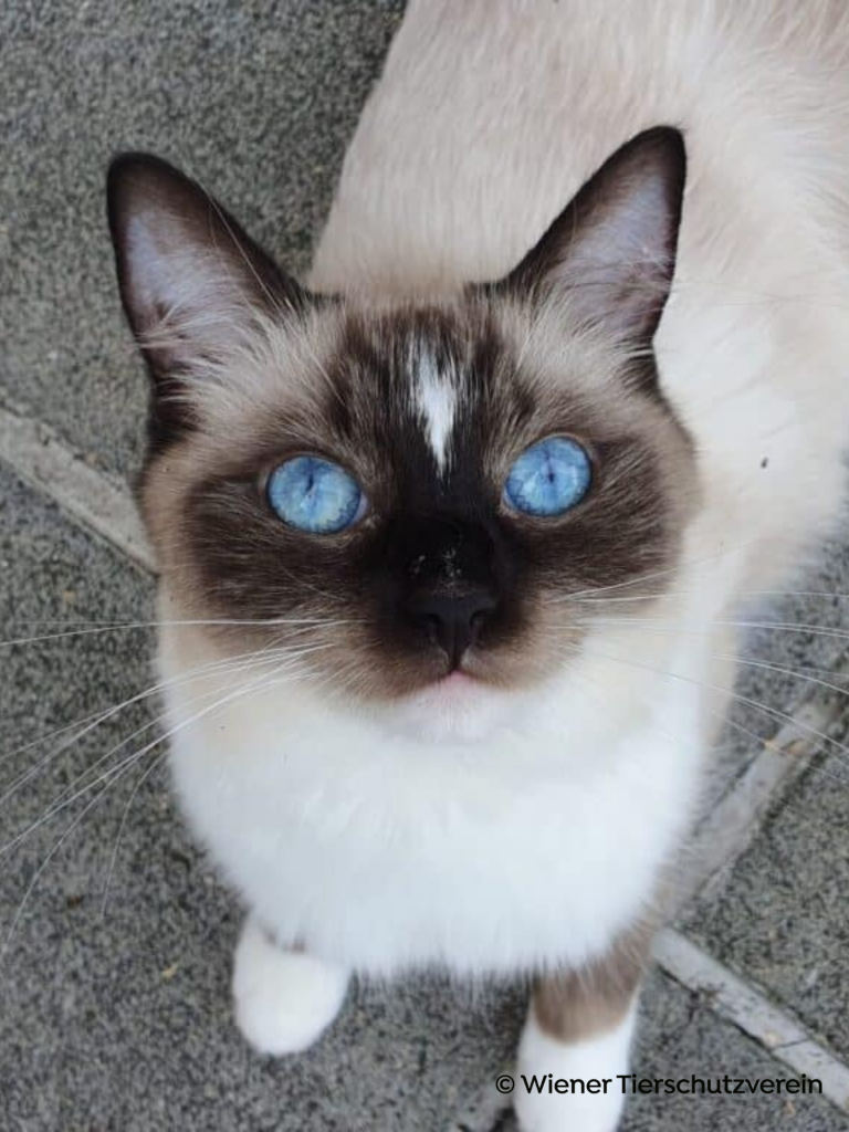Siamkatze Pia mit leuchtenden blauen Augen