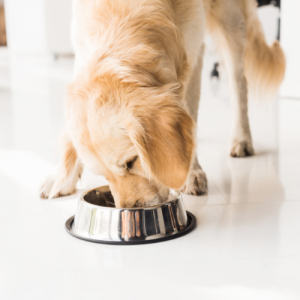 4. Pfoten von Innen unterstützen