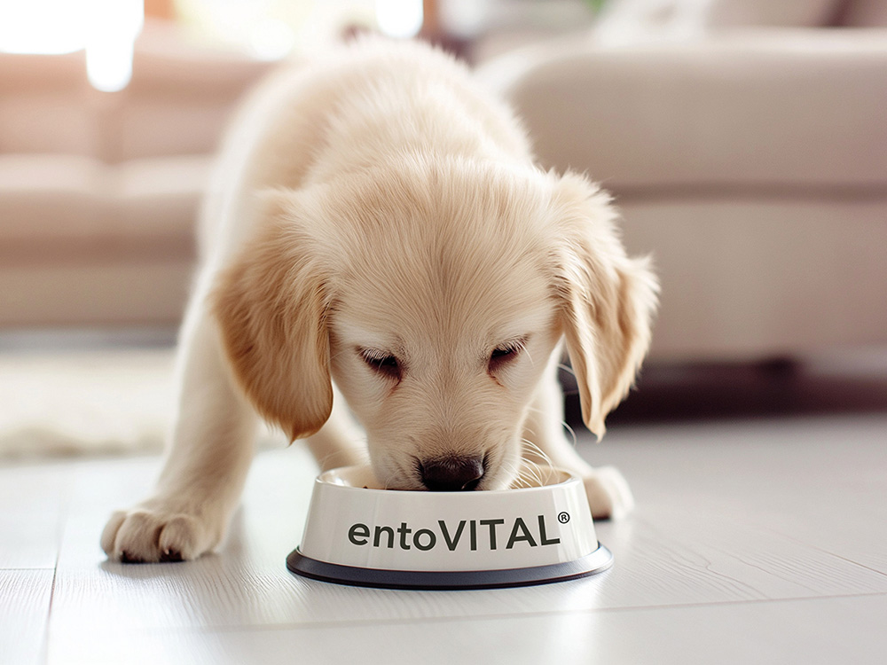 Hund mit entoVITAL Napf