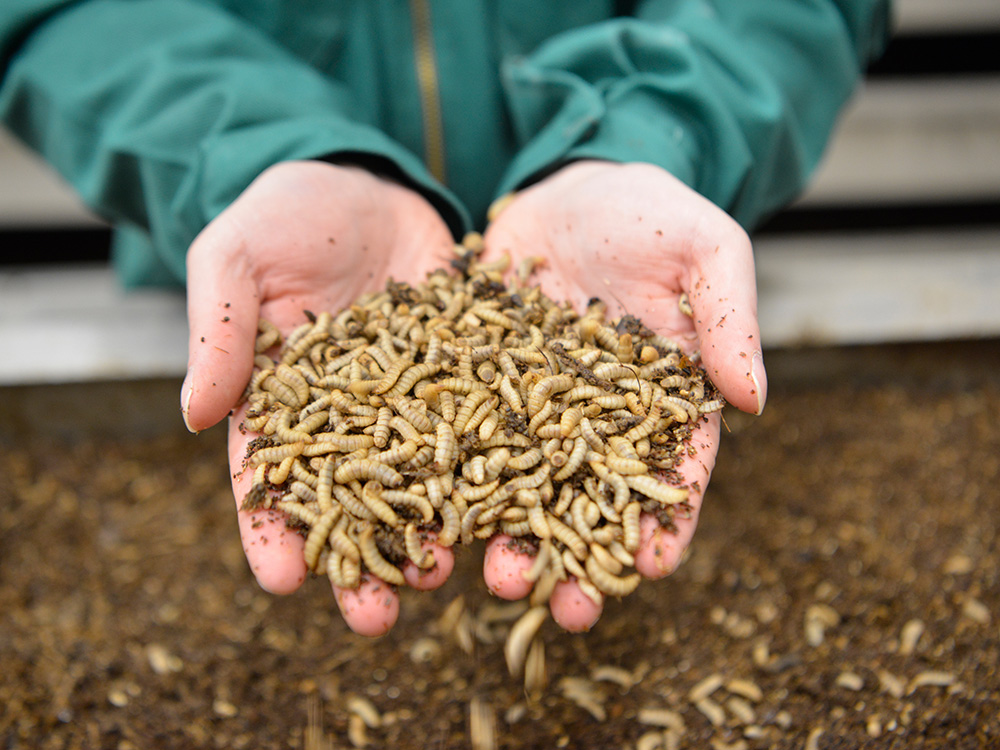 Insektenprotein aus Kreislaufwirtschaft - nachhaltige Tiernahrung von HEROSAN