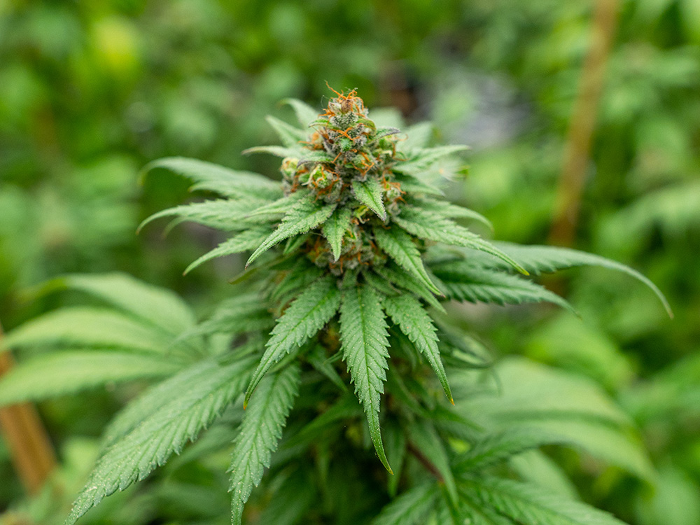 Pflanzliche und funktionelle Inhaltsstoffe - CBD und natürliche Zusätze für Tiergesundheit