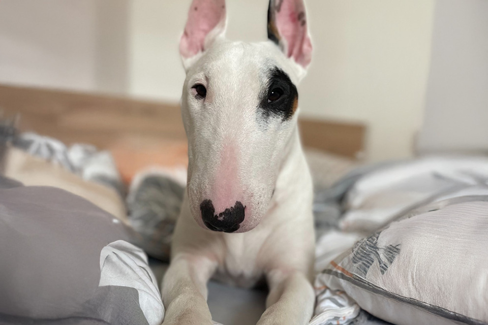 English Bullterrier Luke