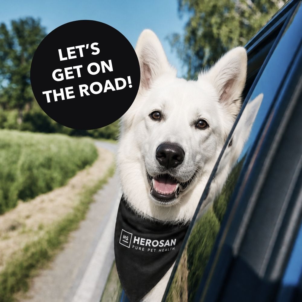 Nahaufnahme des offenen Fensters der Rückbank eines Landrovers, aus dem ein weißer Hund schaut. Der Hund hat ein schwarzes Tuch mit Aufschrift Herosan um den Hals gebunden.